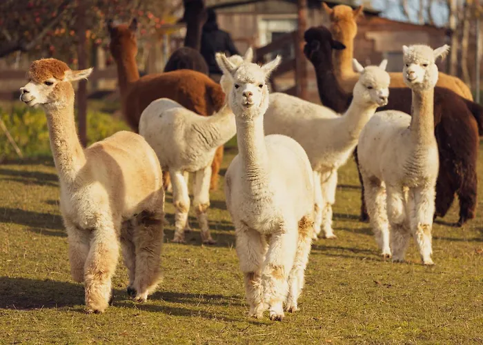 Oberlausitzer Alpakaland Lägenhet Bernstadt auf dem Eigen foto